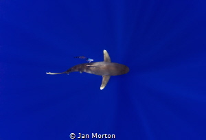 Oceanic White Tip Female below.  Image captured on Olympu... by Jan Morton 